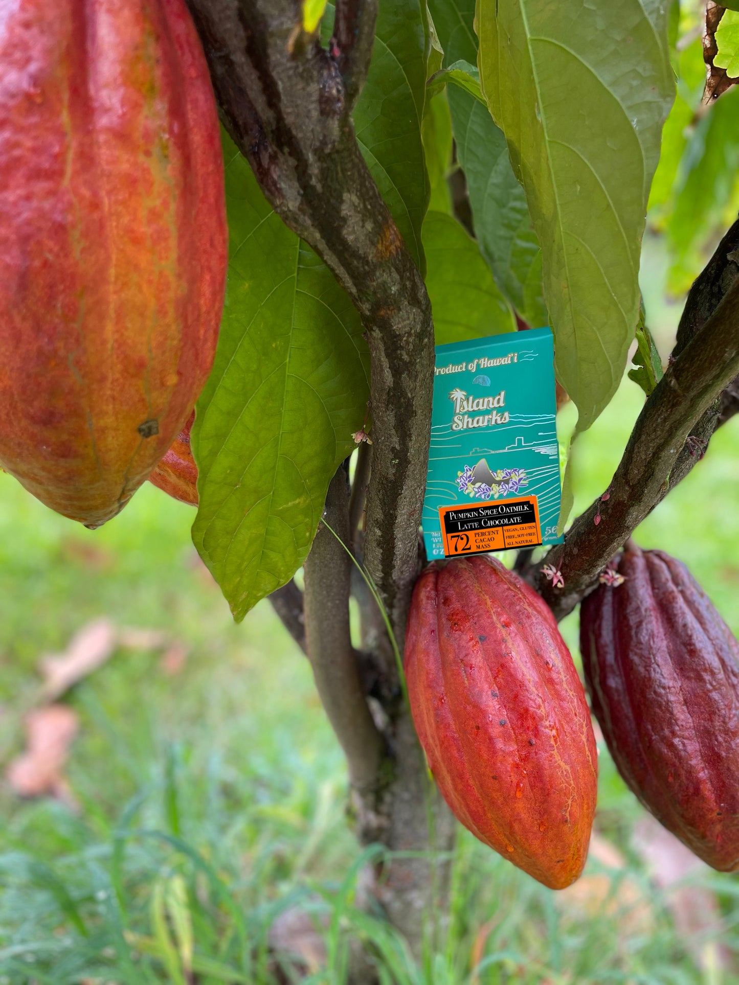 Wholesale Hawaii Pumpkin Spice Oatmilk Latte Bar