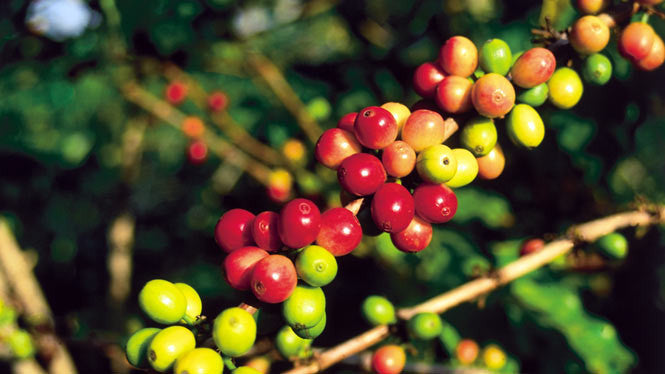 Hawaii Pumpkin Spice Oatmilk Latte Bar