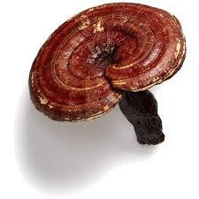 Wholesale Hawaiian Cinnamon Cacao Tea w/ Reishi (bulk)