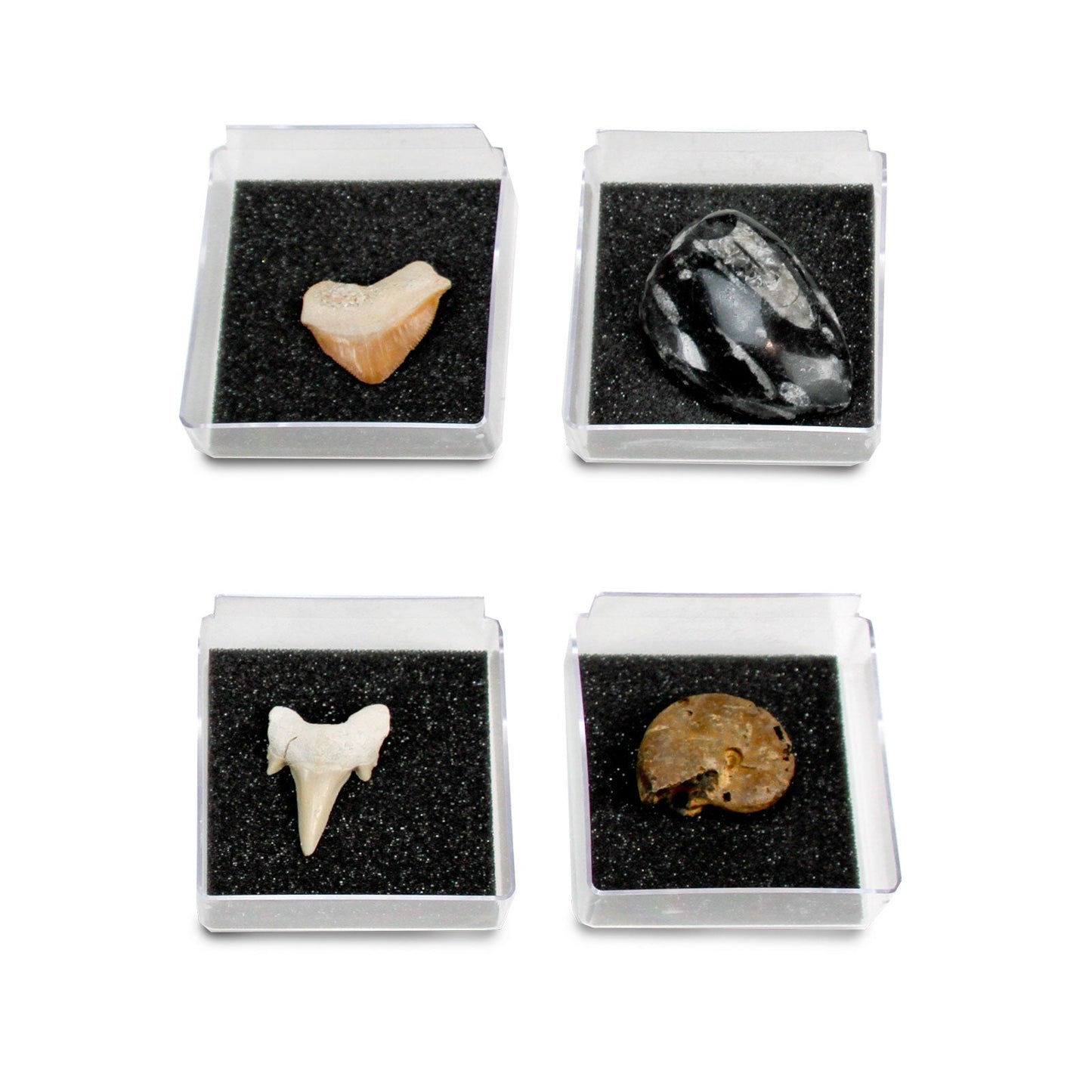 The Nature Collection - Fossils Set 1