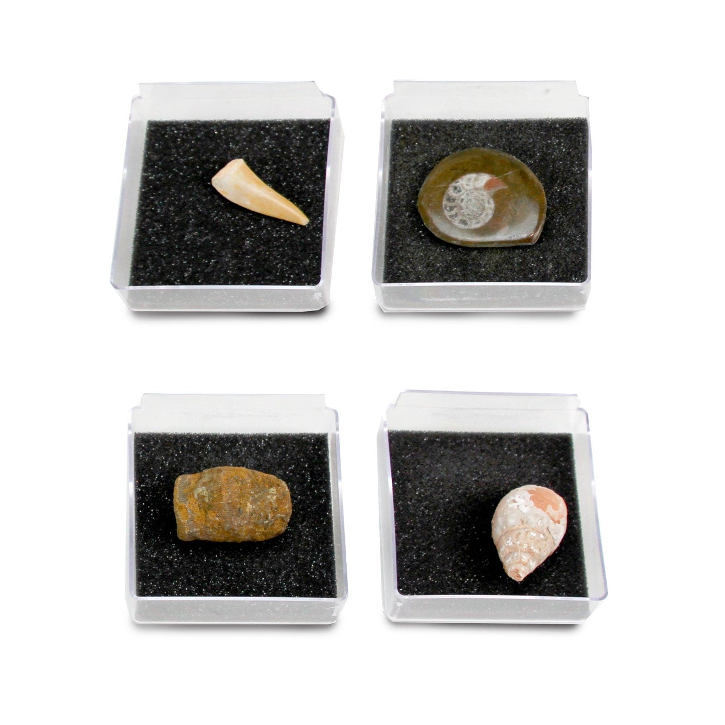 The Nature Collection - Fossils Set 1