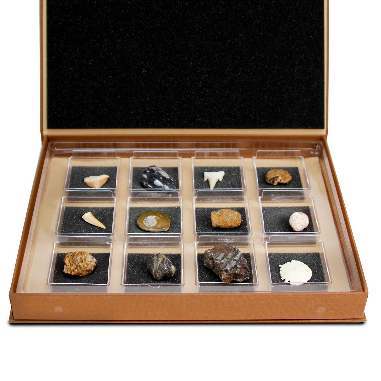 The Nature Collection - Fossils Set 1
