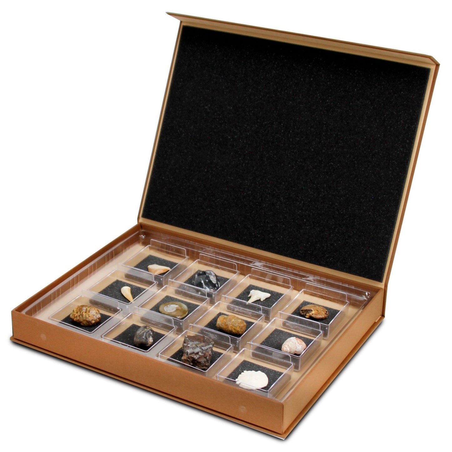 The Nature Collection - Fossils Set 1